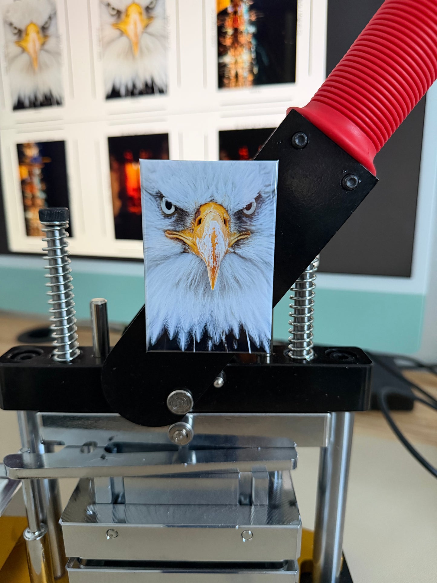 Alaska Bald Eagle Eyes